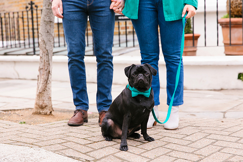 couples engagement pre wedding photo shoot london notting hill pet black pug (3)
